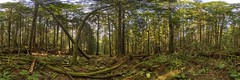 Rainforest VI Panorama — 3:1 Version