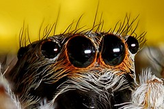 Spider eyes - Detail