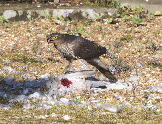 DSC_6140 Female Sparrowhawk with its prey
