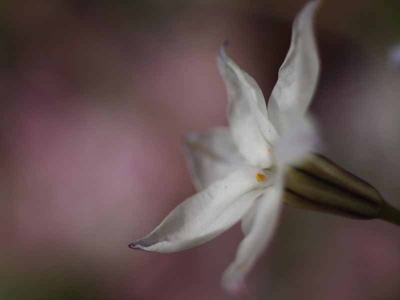 Hananira, Spring Star Flower