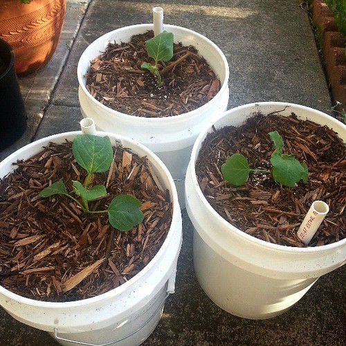 Eggplants in 5 Gallon SW Buckets