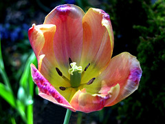 Waterlily, Tulip, Dahlia