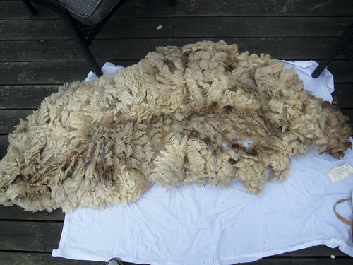 White-ish Shetland fleece