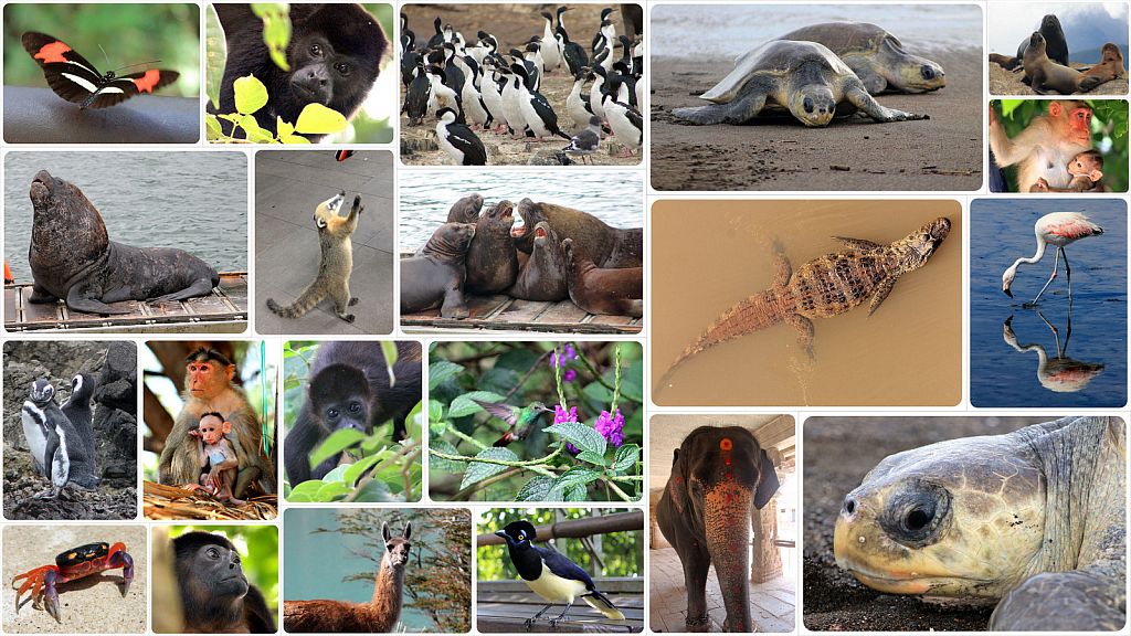 Wildlife in Latin America