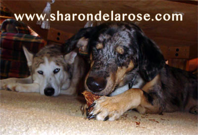 Catahoula Leopard Dog Eating Pine Cone