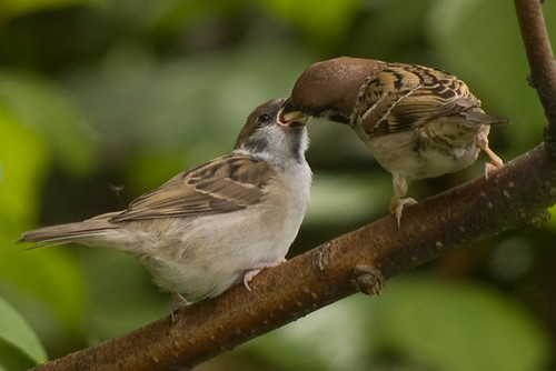 Tree Sparrows 4.jpg