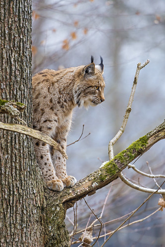 Lynx on the tree by Tambako the Jaguar