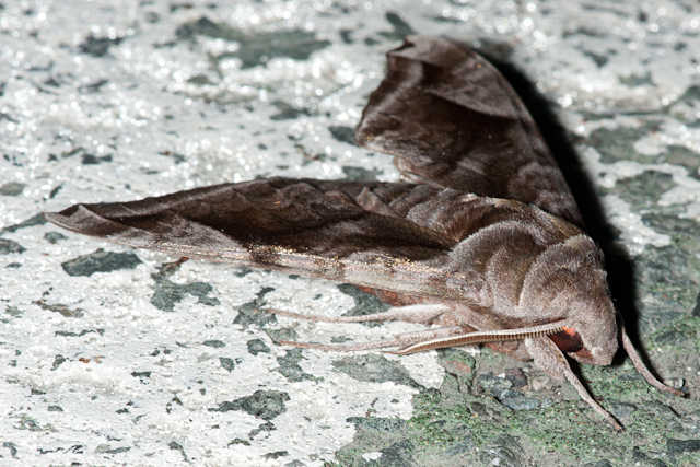 ハネナガブドウスズメ　Acosmeryx naga
