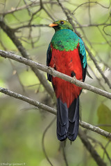 Aves de Perú, Manu