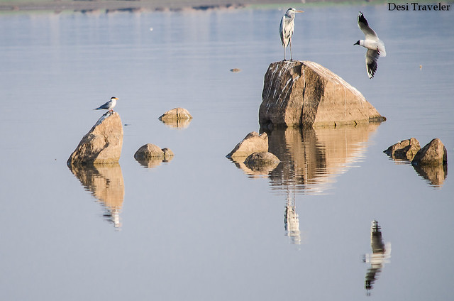 grey heron, river tern and common gul in gandipet