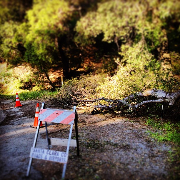 Fallen tree on Mt. Eden Rd.