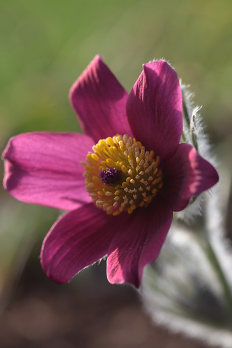 Red Pasque Flower by conniee4 aka Connie Etter