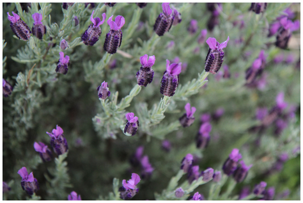 Lavender plant in our garden