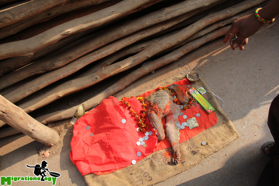 Dead monkey in Varanasi
