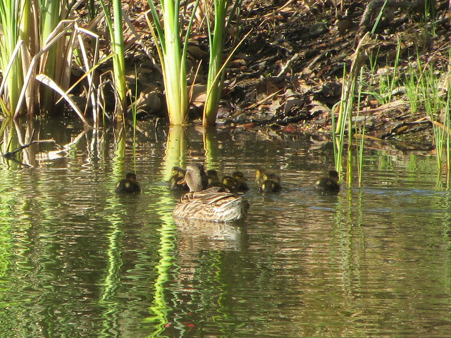 duck family