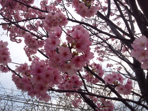 2013年の桜
