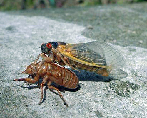 The adult periodical cicada emerges from its 17-year nymph stage, molts and arises as a winged adult. This spring will see the return of the large, colorful, fly-like bugs with large eyes and tented wings. (U.S. Forest Service photo/ Bob Rabaglia)