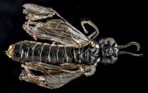 Sawfly, F, back, Wyoming, Park County_2013-03-27-14.31.49 ZS PMax