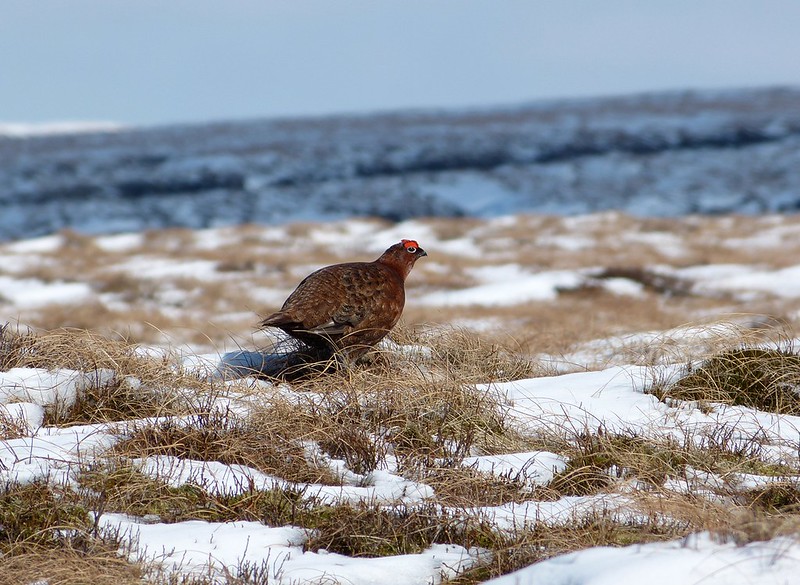 P1040216 - Red Grouse, Bleaklow