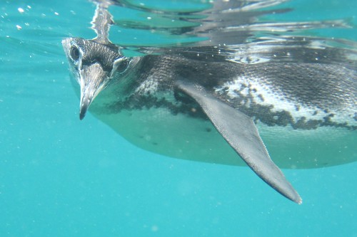 Galapagos penguin by Sherrie Liafsha