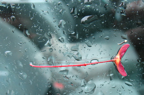 red maple fruit on a rainy car window