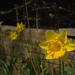 Yellow Flower 1