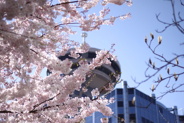Cherry blossoms in Downtown Van