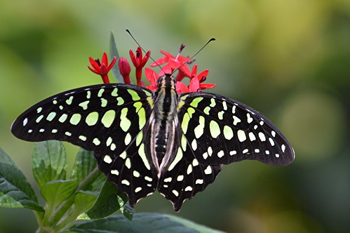 Brilliant black and green Graphium agememnon is nectaring on red Pentas by jungle mama