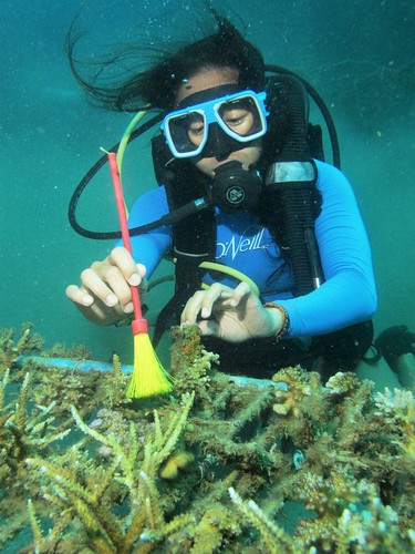 Diving in a coral nursery in Baler, Aurora Philippines