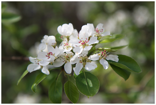 Pear tree blooming in spring