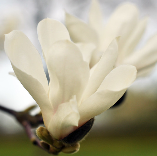 Weiße Magnolie