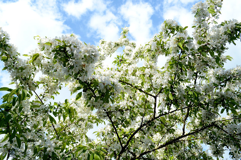 Ornamental Spring Blossoms