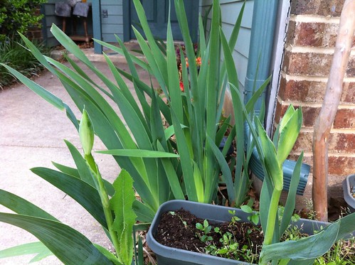 My Irises have bloomed! April 2013