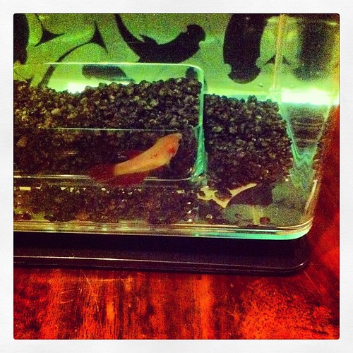 Travis took a picture of his fish Friday. #pet #fish #betta #lifeatwewillgo