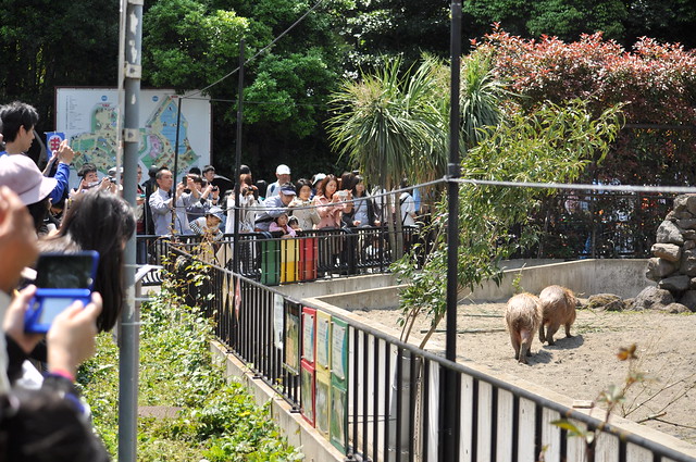上野動物園のカピバラ