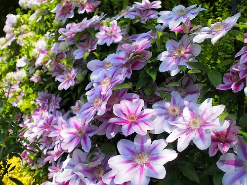 Clematis,クレマチス