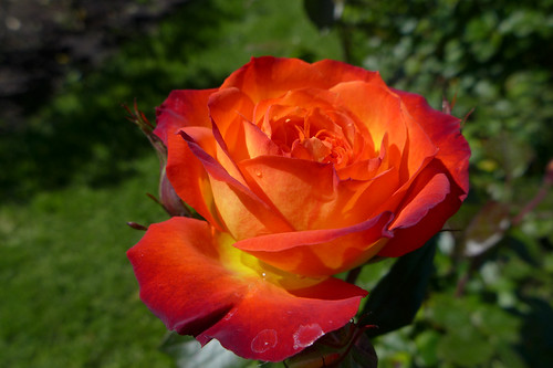 110/365: Orange Rose by doglington