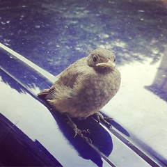 This little #birdie warns you to not mess with it.
