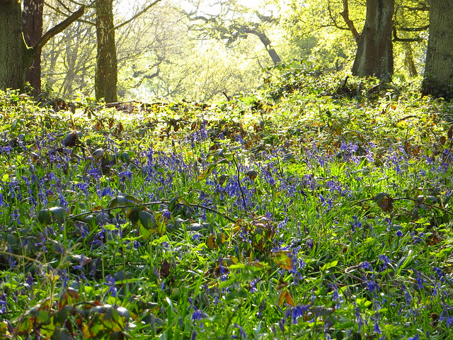 Bluebells on the South Meadow