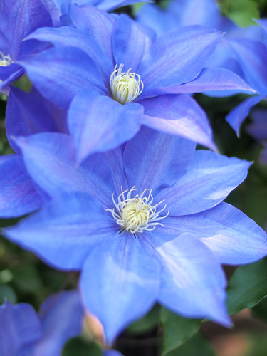 Clematis,クレマチス