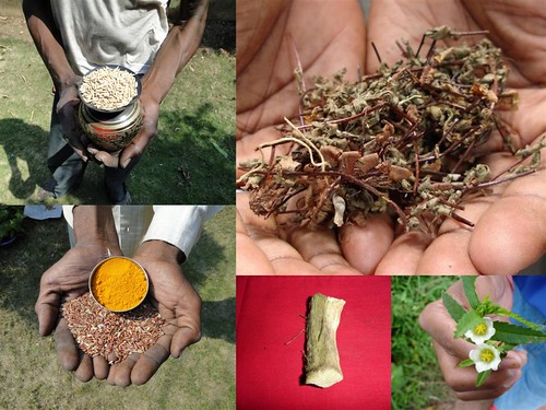 Medicinal Rice Formulations for Diabetes Complications and Heart Diseases (TH Group-3) from Pankaj Oudhia’s Medicinal Plant Database by Pankaj Oudhia