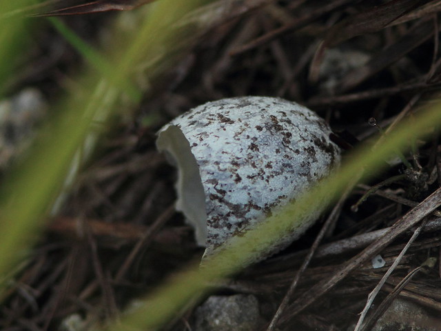 Common Nighthawk egg shell 20130519