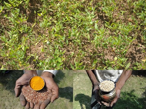 Medicinal Rice Formulations for Diabetes Complications and Heart Diseases (TH Group-7) from Pankaj Oudhia’s Medicinal Plant Database by Pankaj Oudhia