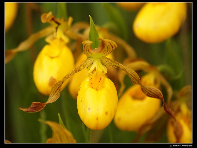 Yellow Lady's-slipper (Cyripedium parviflorum)
