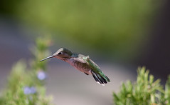 Hummingbirds 2012