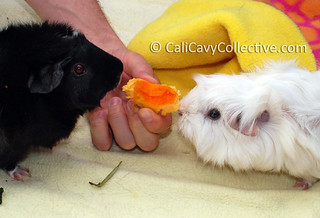 Cavies Revy and Abby-Roo try eating pumpkin
