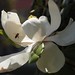 In the neighborhood…Magnolia grandiflora - 15