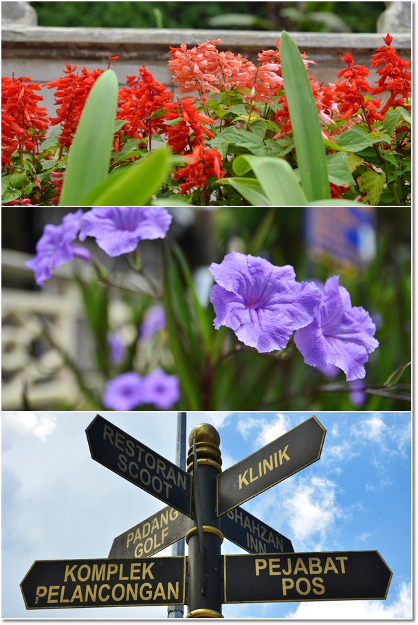 Signboards & Flowers