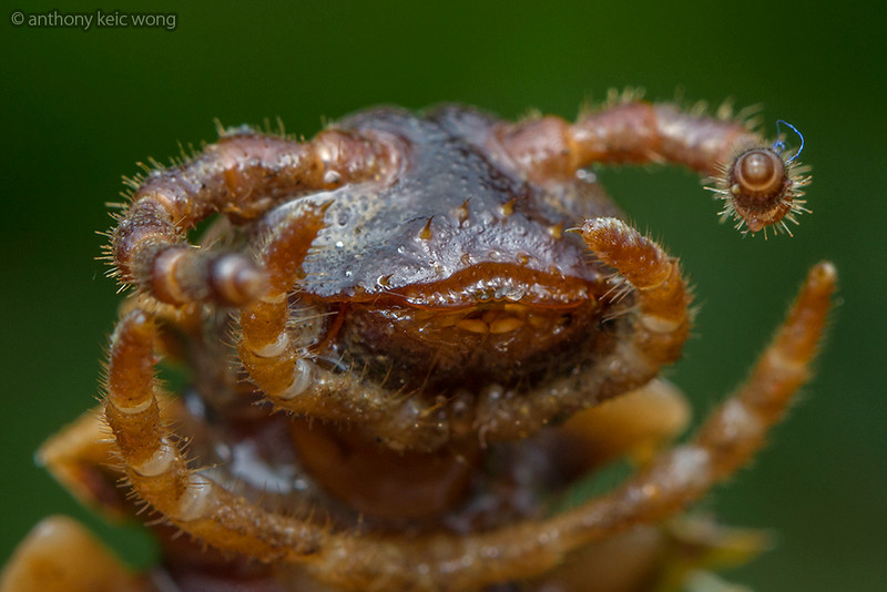 Flat-backed millipede portrait
