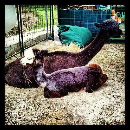 Another shot of Mamma & Baby #newhampshire #Alpaca